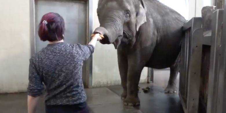 Elephant learns how to peel bananas, wowing researchers — but she's a picky eater
