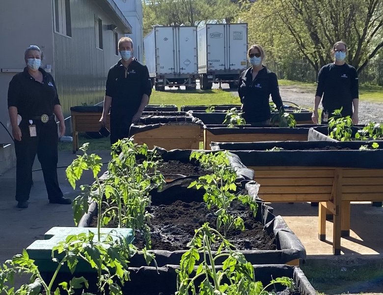 The Sleeman Breweries' green team in Chambly, QC builds raised gardens for employees to grow vegetables  .