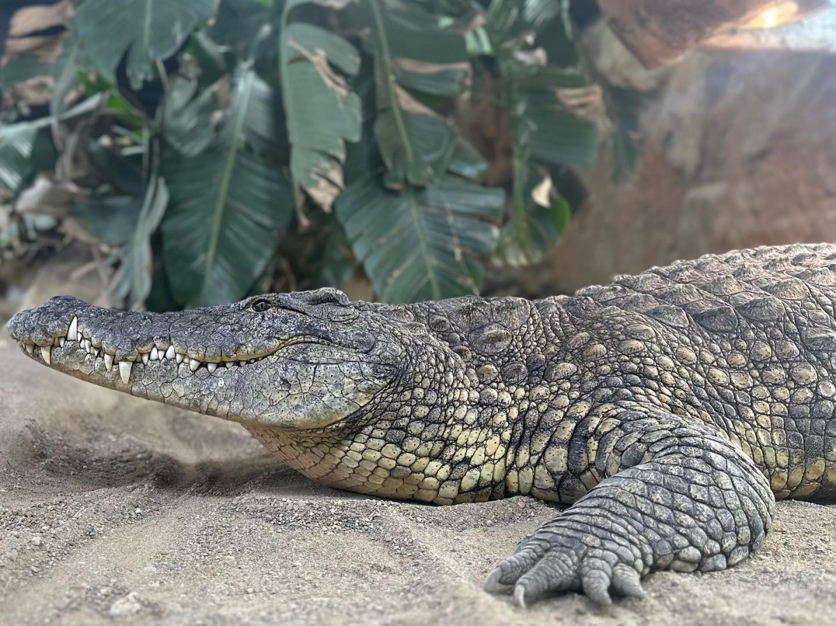 Tombi, a female Nile Crocodile, at the Reptilia location in London.