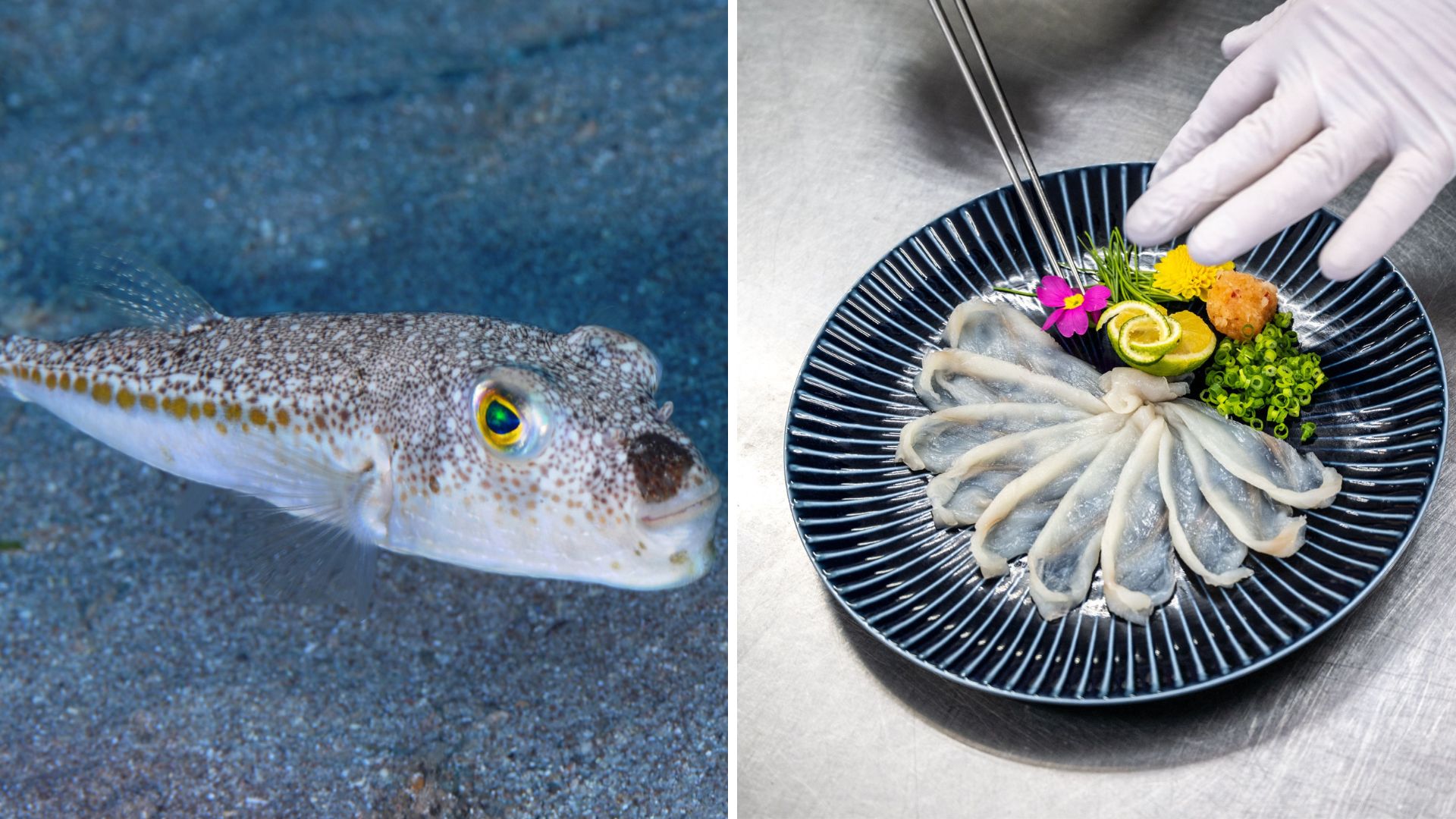 Elderly couple dies after eating poisonous pufferfish for lunch