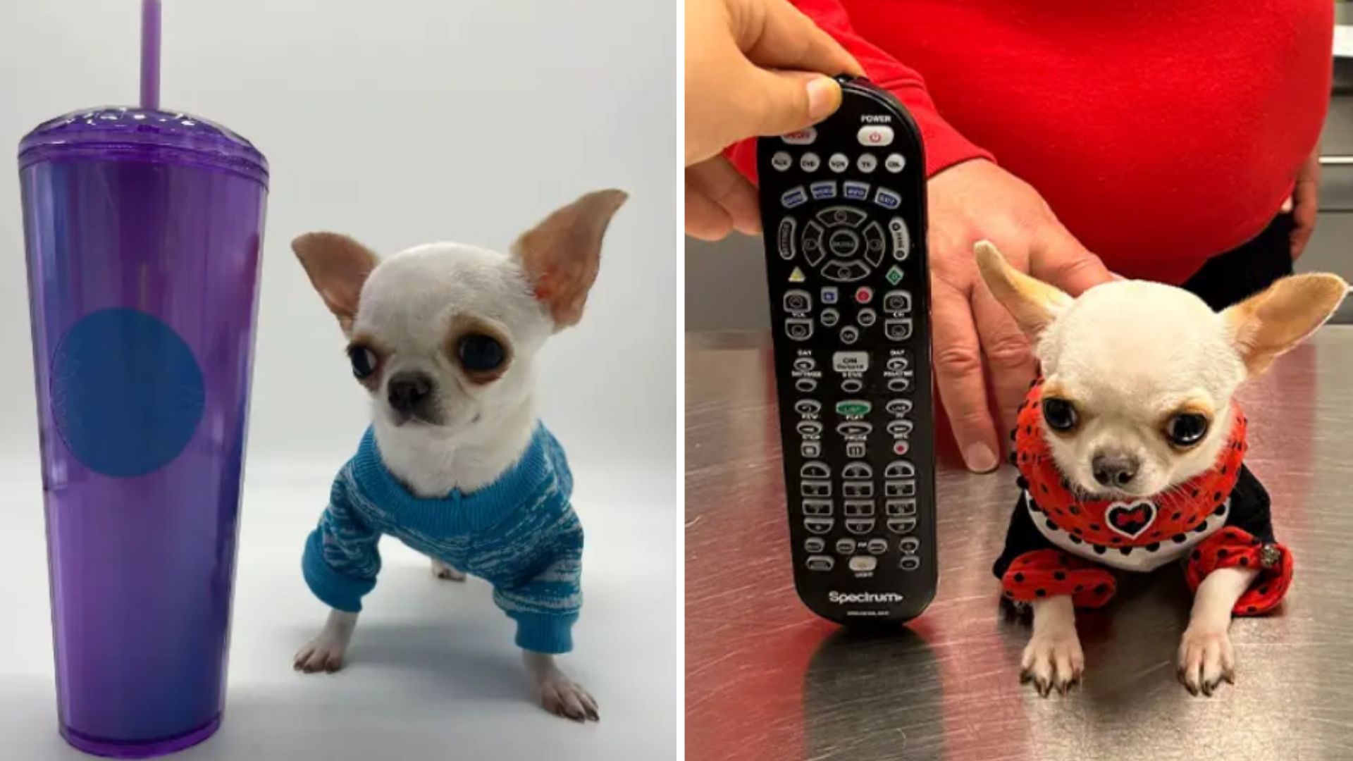 Picture of the smallest deals dog in the world