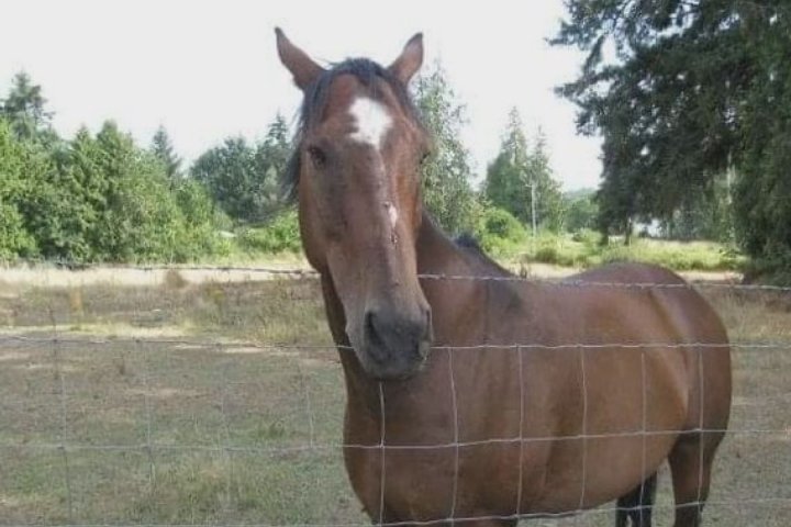 ‘Pointless and senseless’: Family devastated after horse shot on B.C. farm