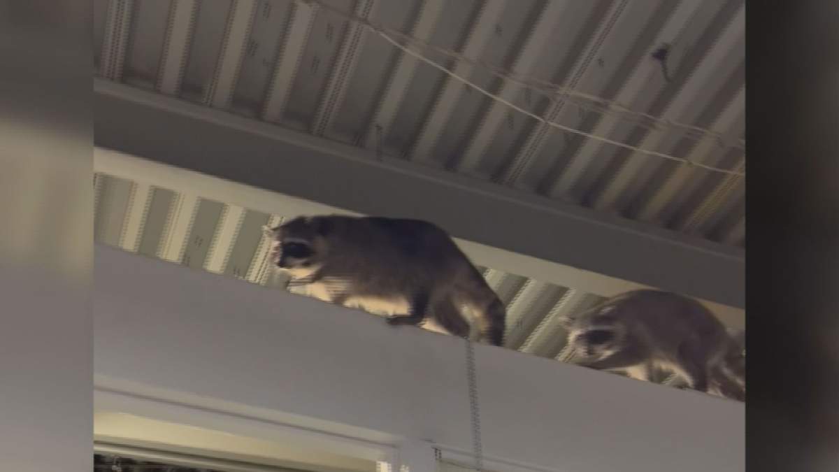Raccoons were spotted at the SeaBus terminal in North Vancouver, much to the delight of commuters.