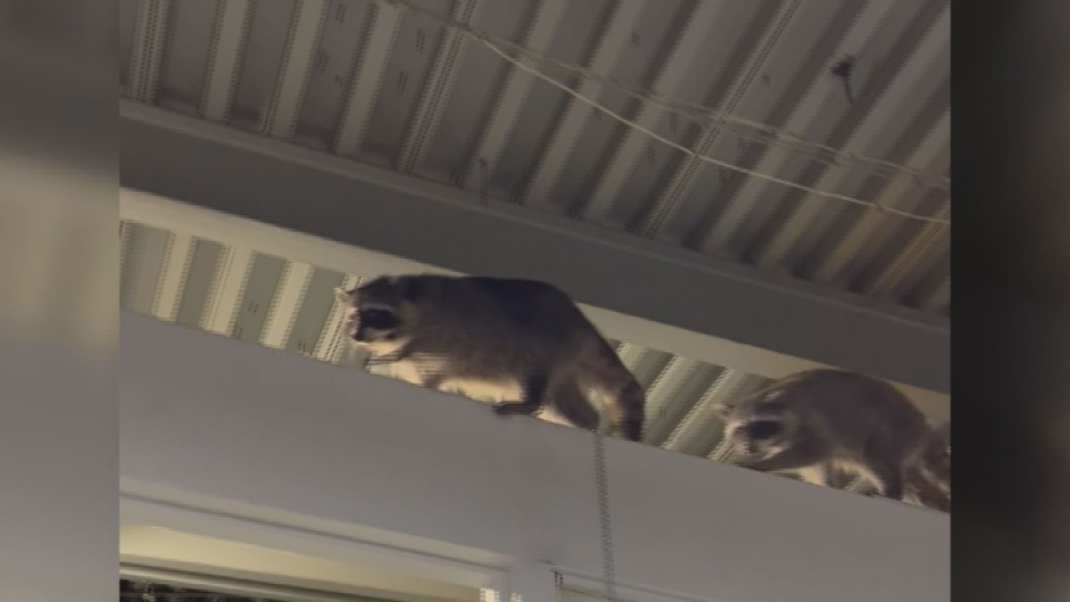 Raccoons were spotted at the SeaBus terminal in North Vancouver, much to the delight of commuters.