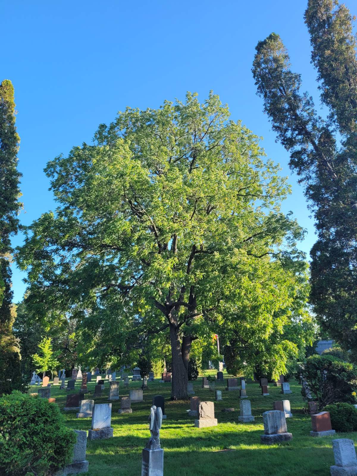 Guelph Tree Trust to host first tree care event at Woodlawn Park - image