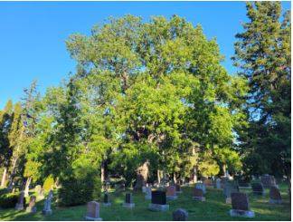 Guelph Tree Trust to host first tree care event at Woodlawn Park - Vimarsana News