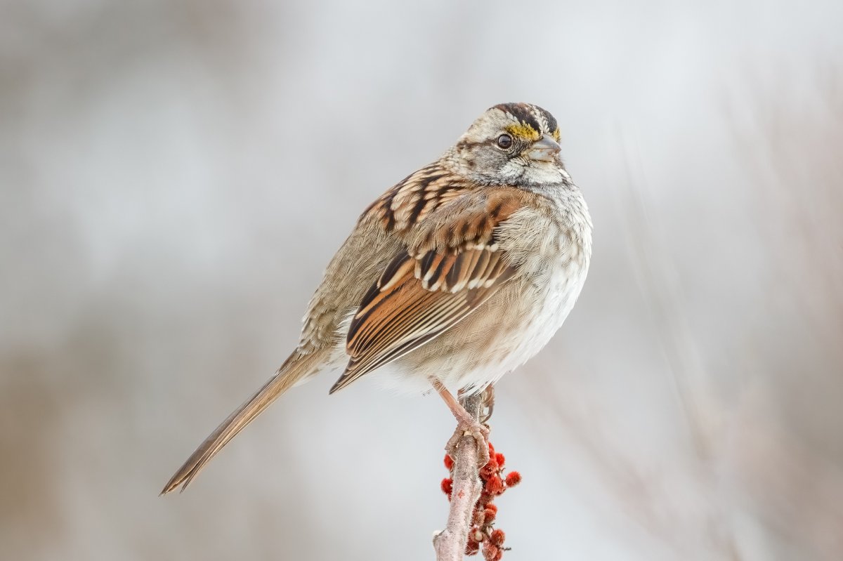 A White-Throated Sparrow on the tip of a branch with red berries.