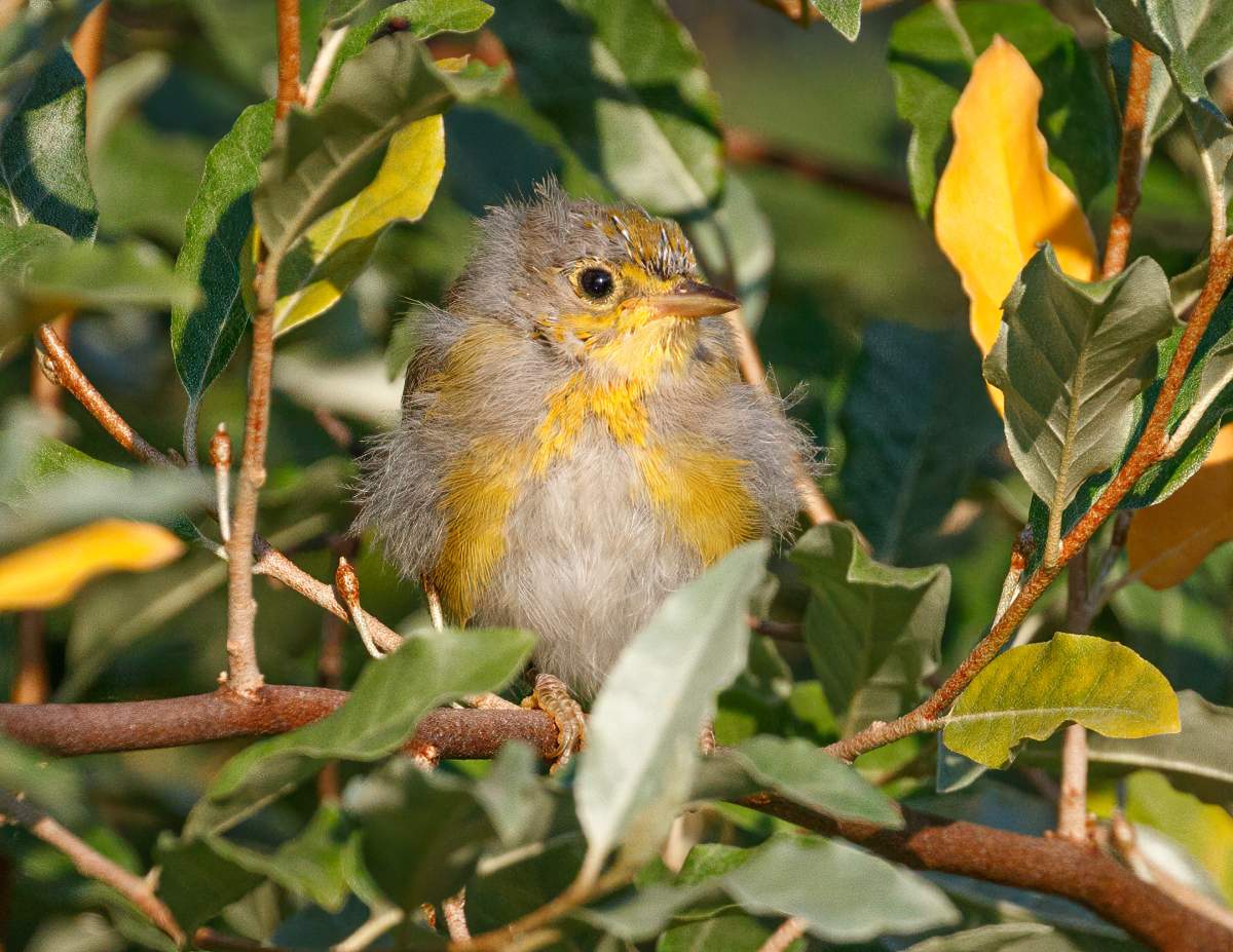 A Yellow Warbler on a branch surrounded by green leaves.
