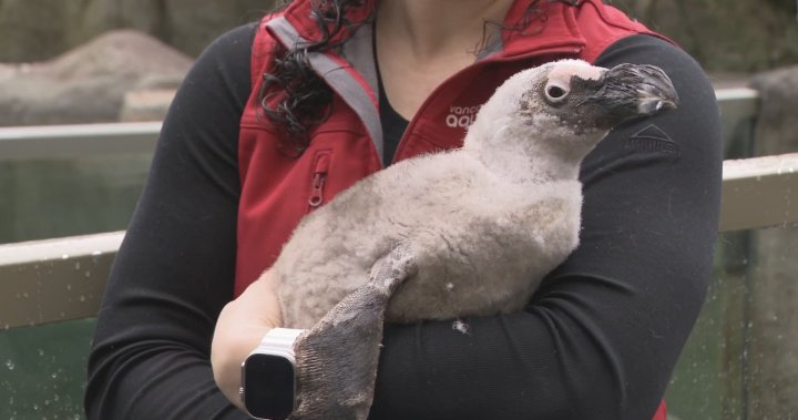 Vancouver Aquarium bidding farewell to four African penguins