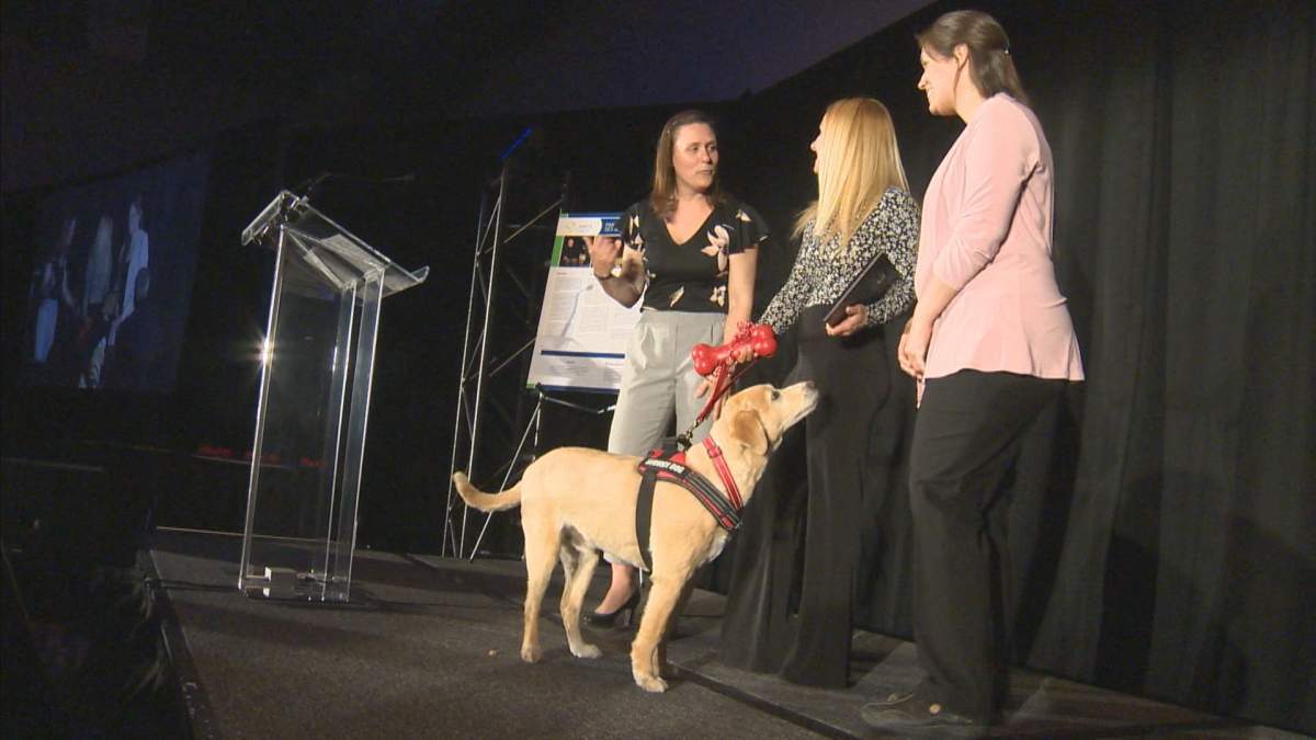 Good dogs! Meet the 4 canines named to animal hall of fame in Quebec - image