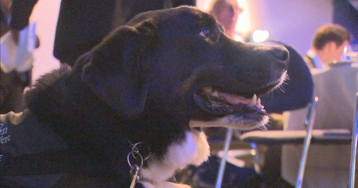 Good dogs! Meet the 4 canines named to animal hall of fame in Quebec