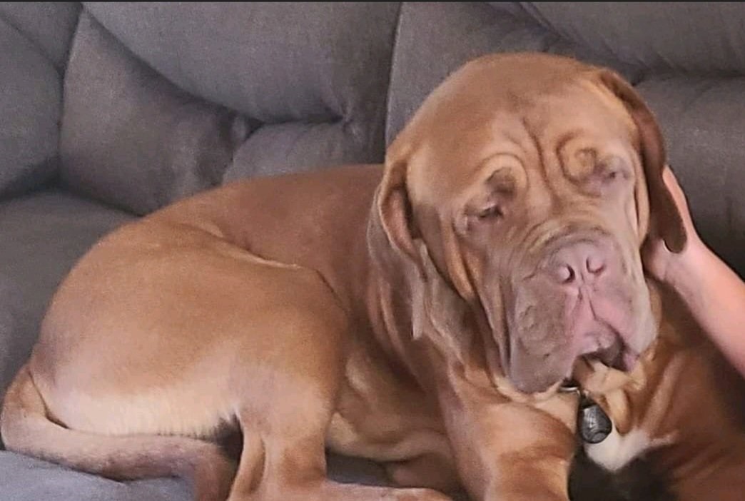 A photo of a two-year-old French Mastiff dog named Bain laying on a couch.
