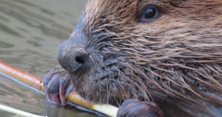 Petition · End cruel beaver trapping in Aurora - Aurora, Canada