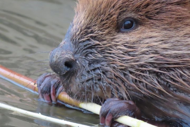 Wildlife advocacy group urging B.C. to stop beaver trapping related to wildfire mitigation
