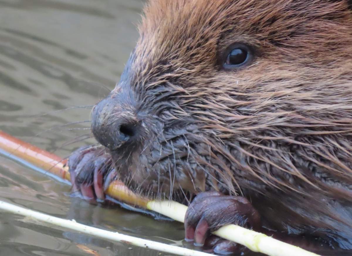 Mike Digout’s photos allow people to get an up-close look at a beaver from a safe distance.