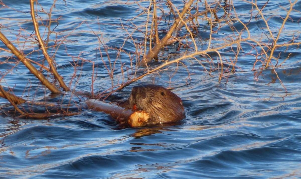 Mike Digout’s photos allow people to get an up-close look at a beaver from a safe distance.