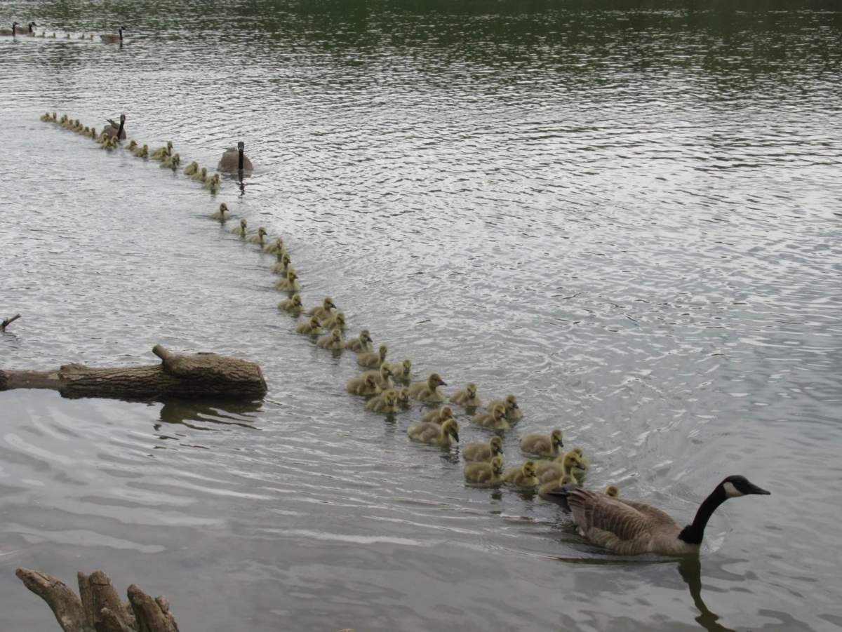 An example of some of the other wildlife Digout comes across during his time by the river.