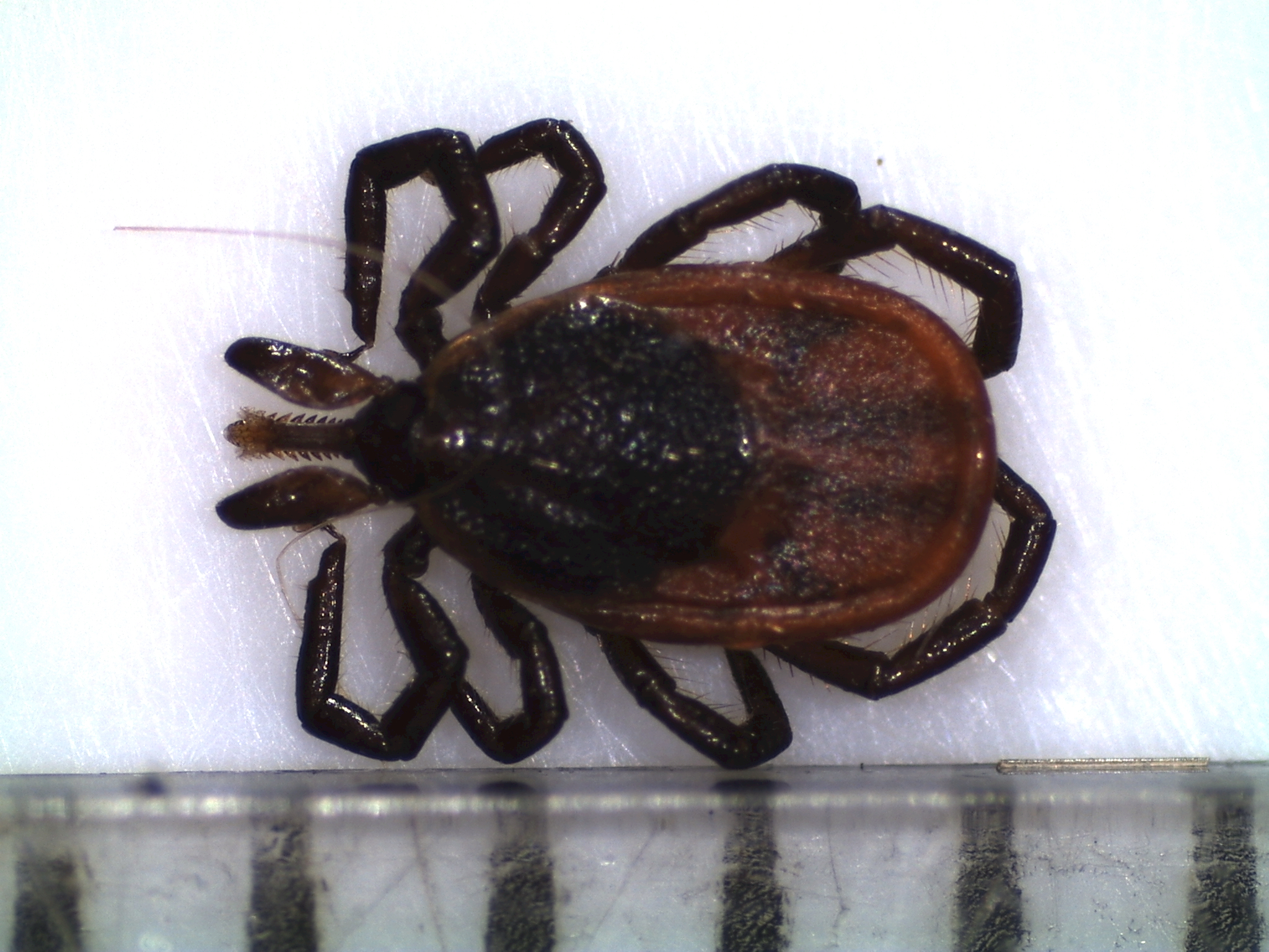 Prepare To Do Your Tick Checks N S Expected To Be Hot Spot For The   Black Legged Tick Female Unengorged 1 1 