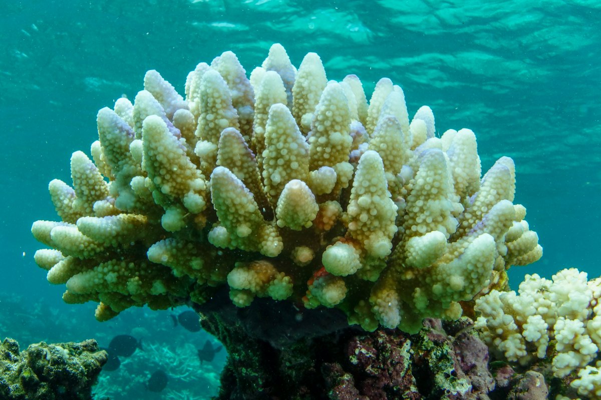 What are coral reefs? - Gulo in Nature