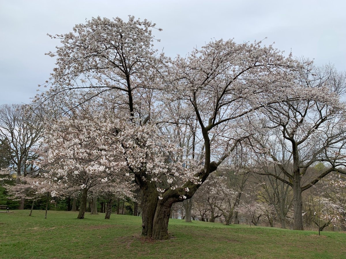 Cherry blossoms begin to bloom at Toronto's High Park on April 20, 2023.