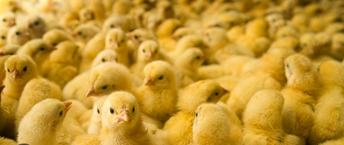 Another 15,000 chicks reported missing from Ontario chicken farm