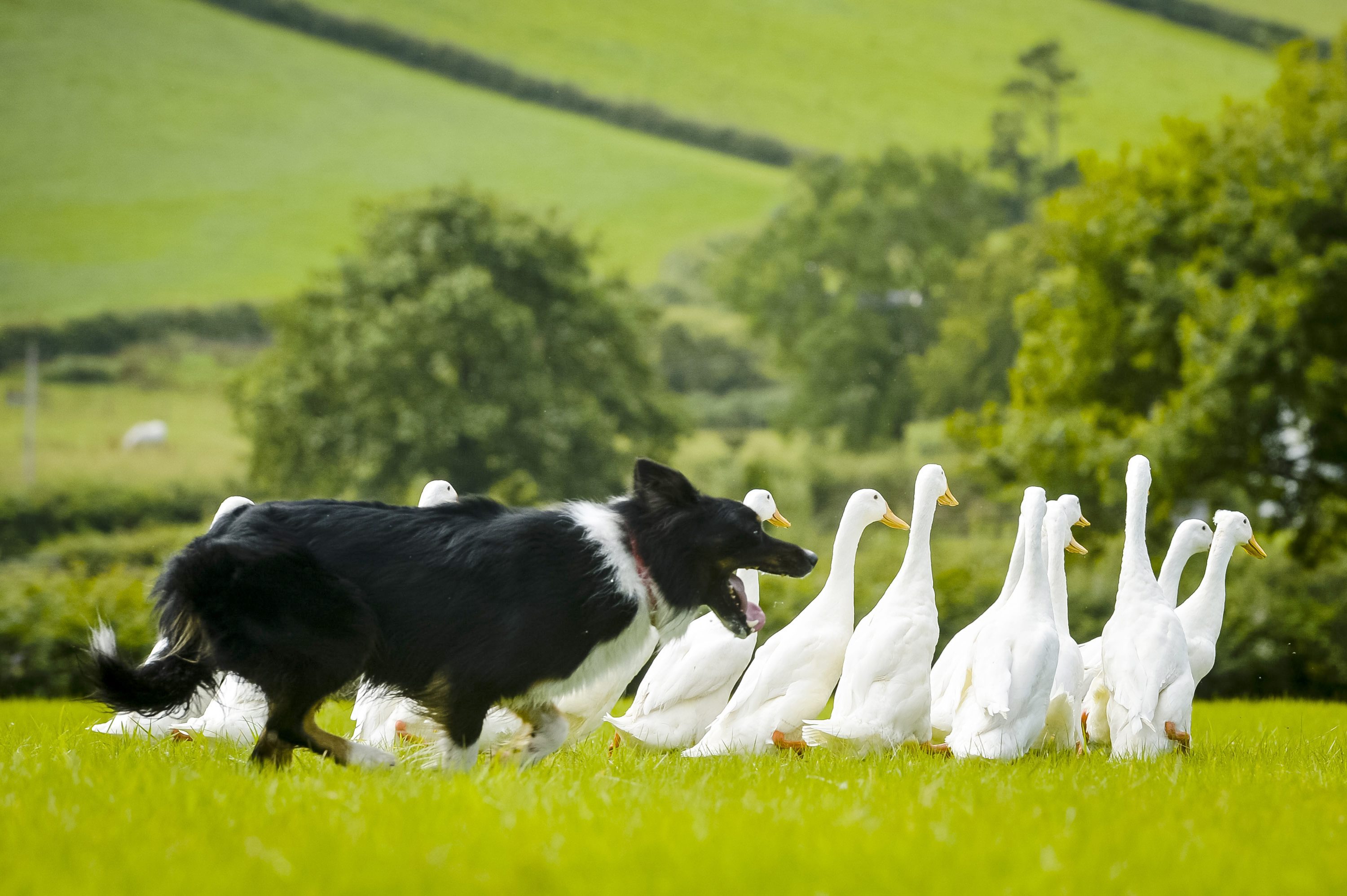 Canidae avian sale