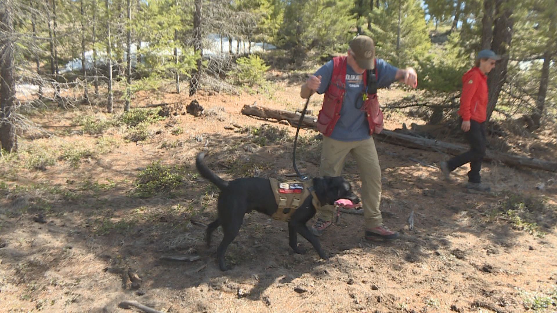 BC Search Dog Association seasonal training begins in Osoyoos, B.C.  | 24CA News
