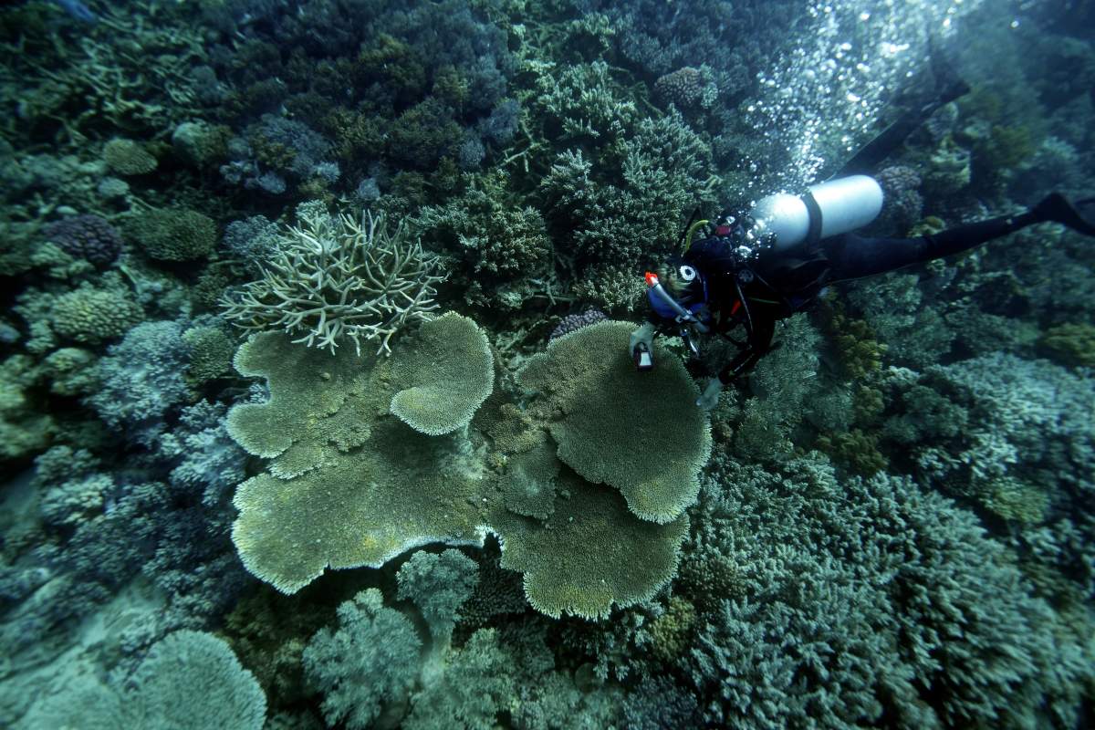 Kerry Cameron, marine biologist with Reef Recruits, examines a plate coral for signs of spawning along Moore Reef in Gunggandji Sea Country off coast of Queensland in eastern Australia on Nov. 15, 2022. (AP Photo/Sam McNeil)