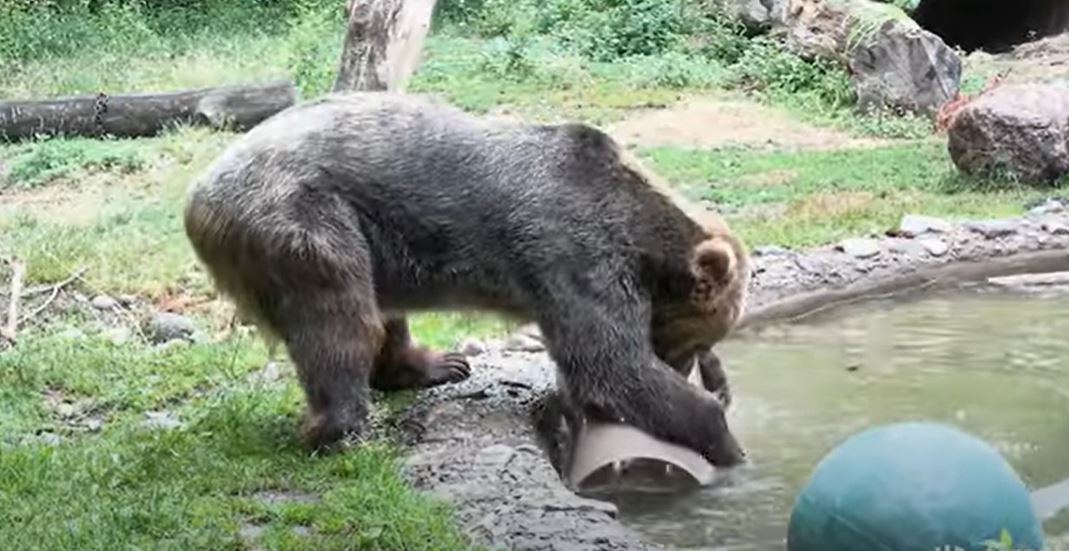 Samson the Grizzly Bear.