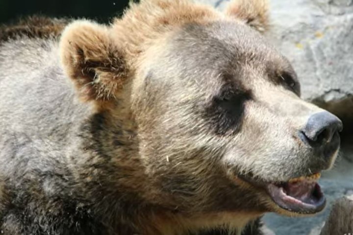 Toronto Zoo says goodbye to 25-year-old Grizzly Bear