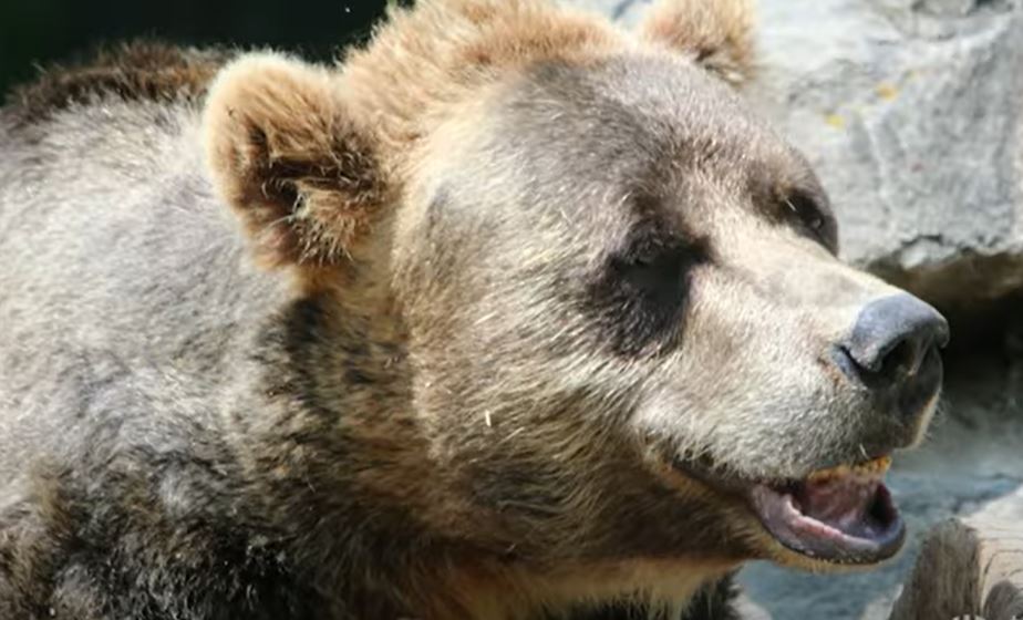 Samson the Grizzly Bear.