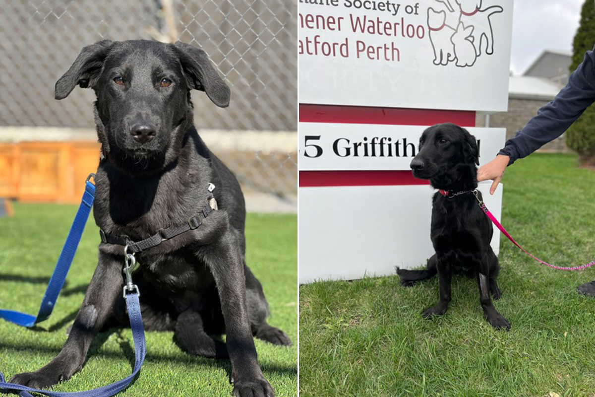 Ontario humane society hot sale dogs for adoption