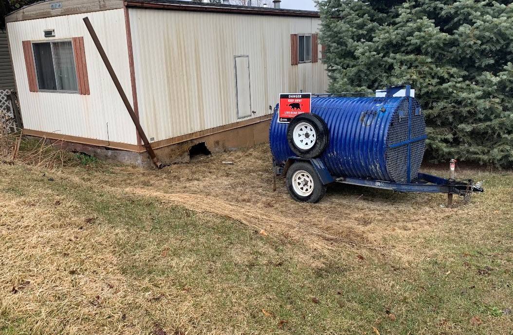 Big black bear found hibernating beneath Salmon Arm mobile home - Vimarsana News