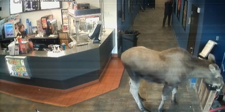 Uninvited moose swings by Alaska movie theatre to munch on popcorn