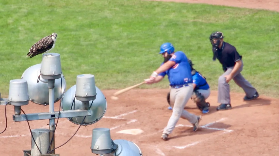 An Osprey perched on a light tower at a baseball game.