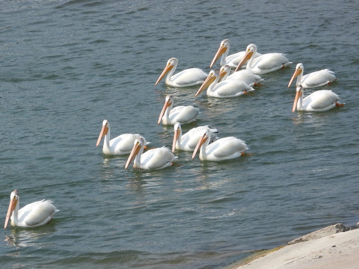The pelicans have returned to Saskatoon. They landed on the weir on Saturday 14 April at 7:56 PM. The American White Pelican is one of the largest birds on the continent.