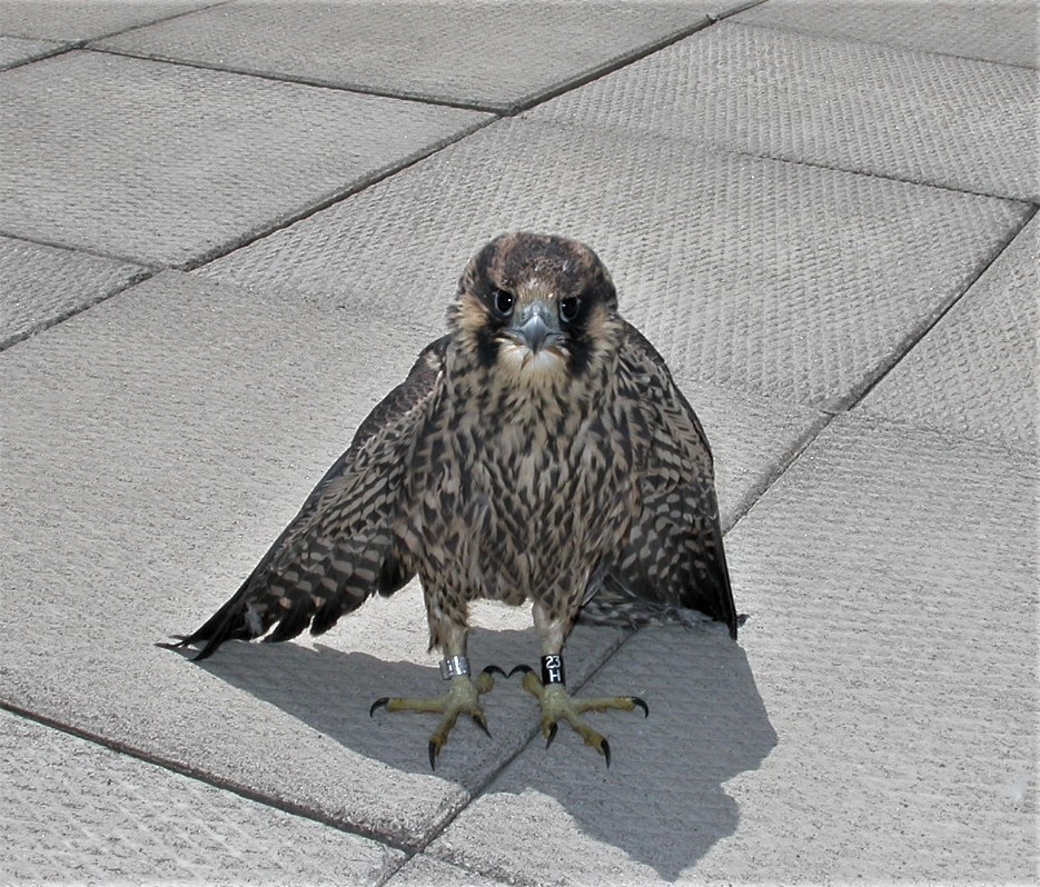 A Peregrine falcon stands on concrete in London, Ont.