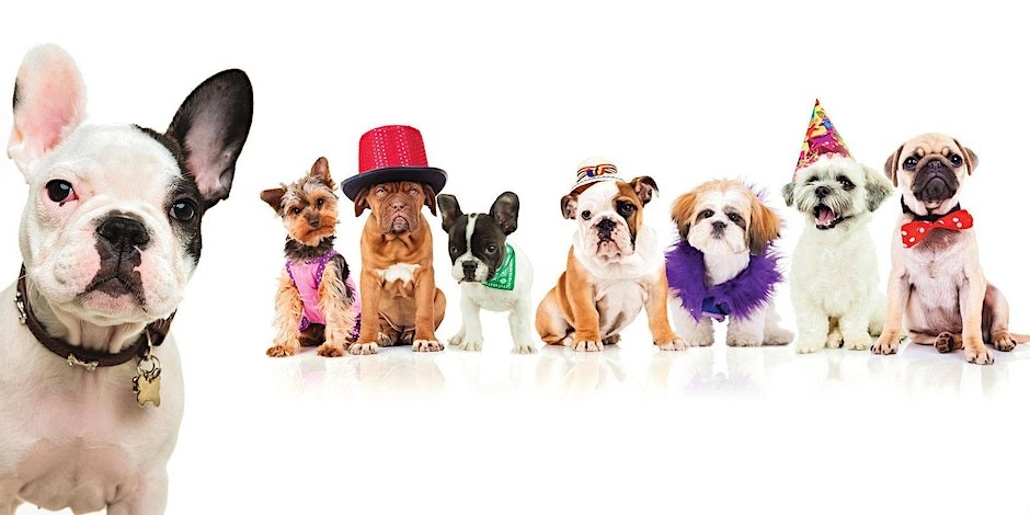 Party 4 Paws Spring Pet Fair - image