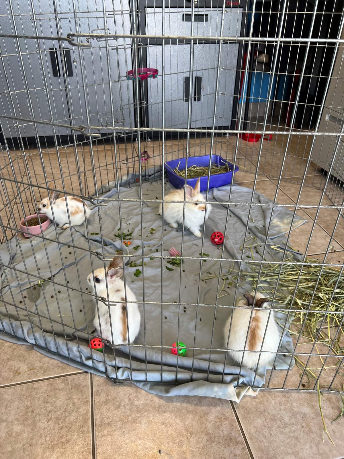 The rabbits are in the care of the SPCA and are undergoing veterinary checks.