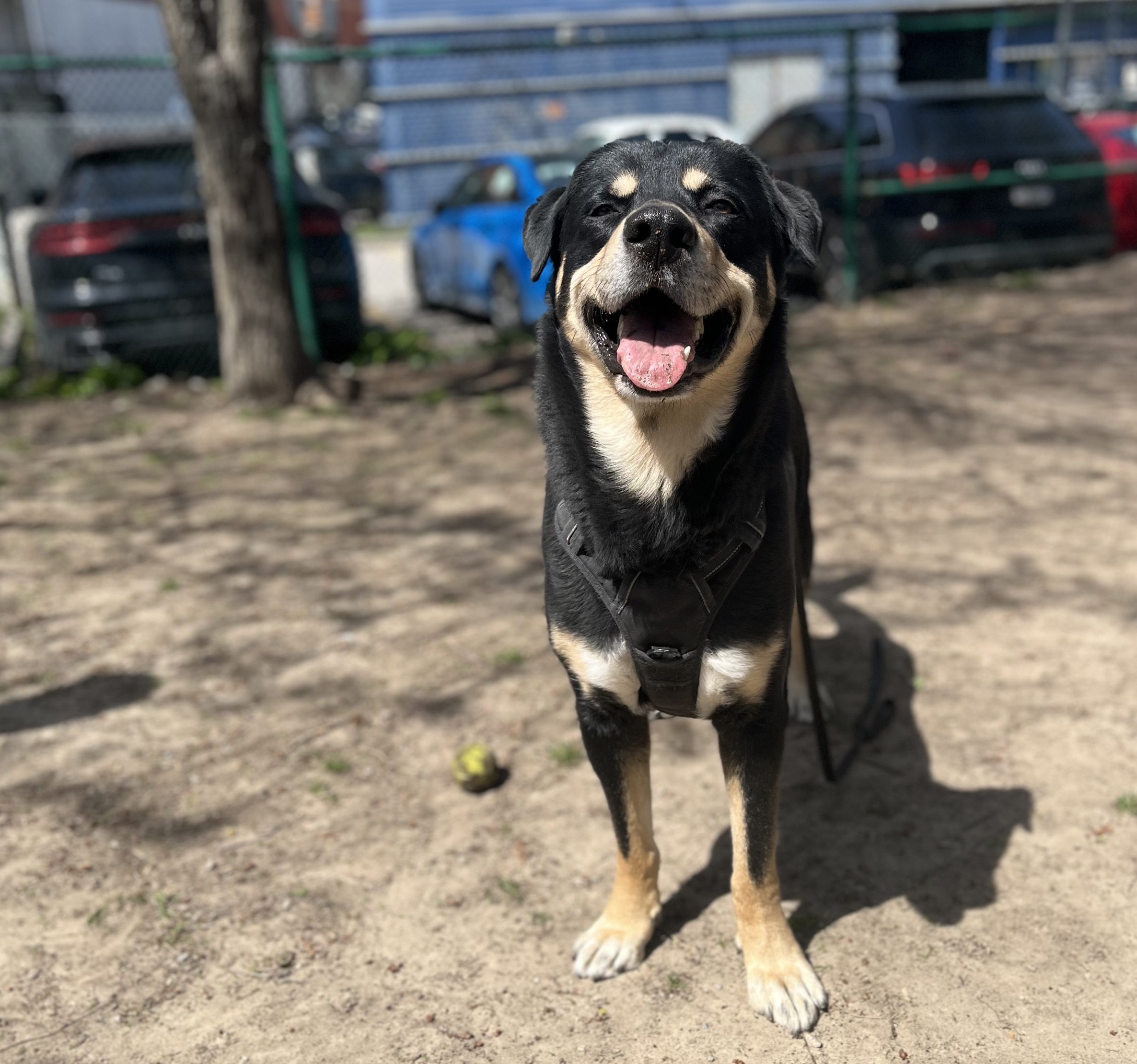 Dog Found Abandoned With Note Gets Adopted From Toronto Humane Society   Tmp 580ed787 Dd8e 4e8c 85ef 9cdc4c01061d 1 