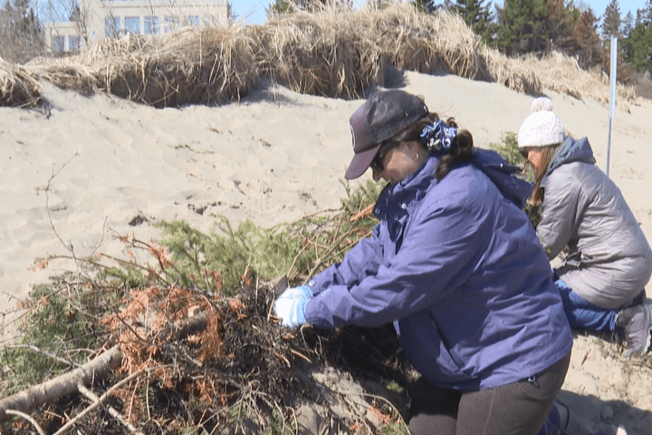 Volunteers help rebuild dunes lost to Hurricane Fiona in Shediac, N.B.