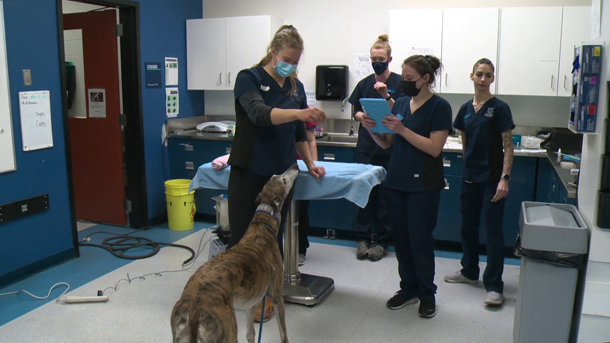 NAIT students work in a real-life clinic setting at the animal blood bank, Saturday, April 1, 2023.