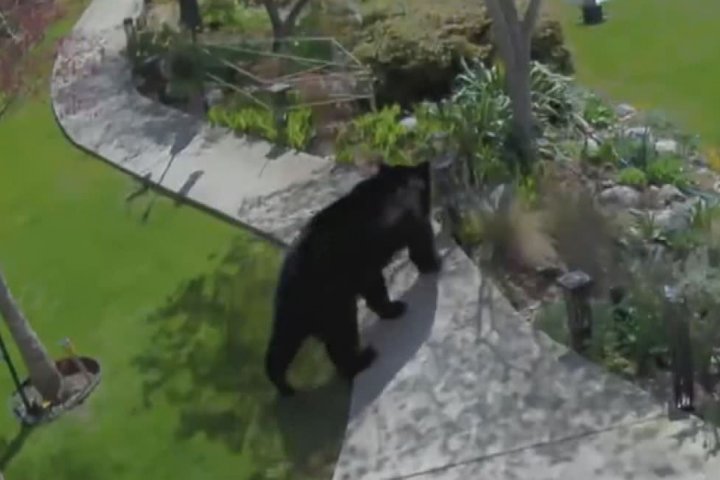 Bear caught on video taking stroll through East Vancouver