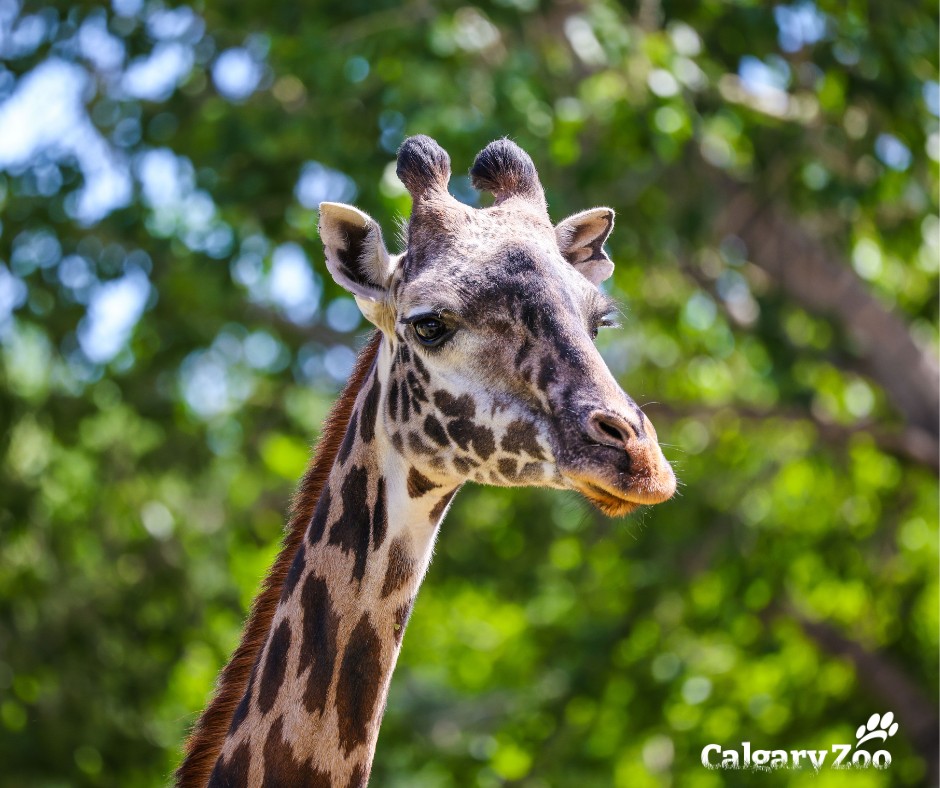 Masai giraffe ‘Emara’ died at the Calgary Zoo on May 19, 2023.