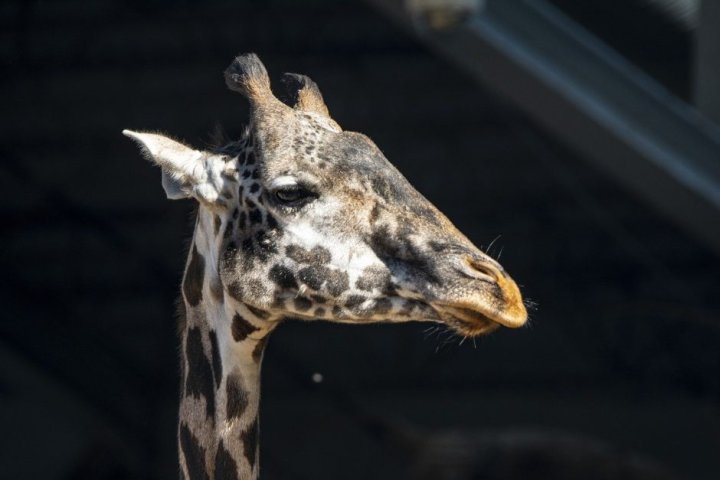 Calgary Zoo teams mourn loss of giraffe Emara