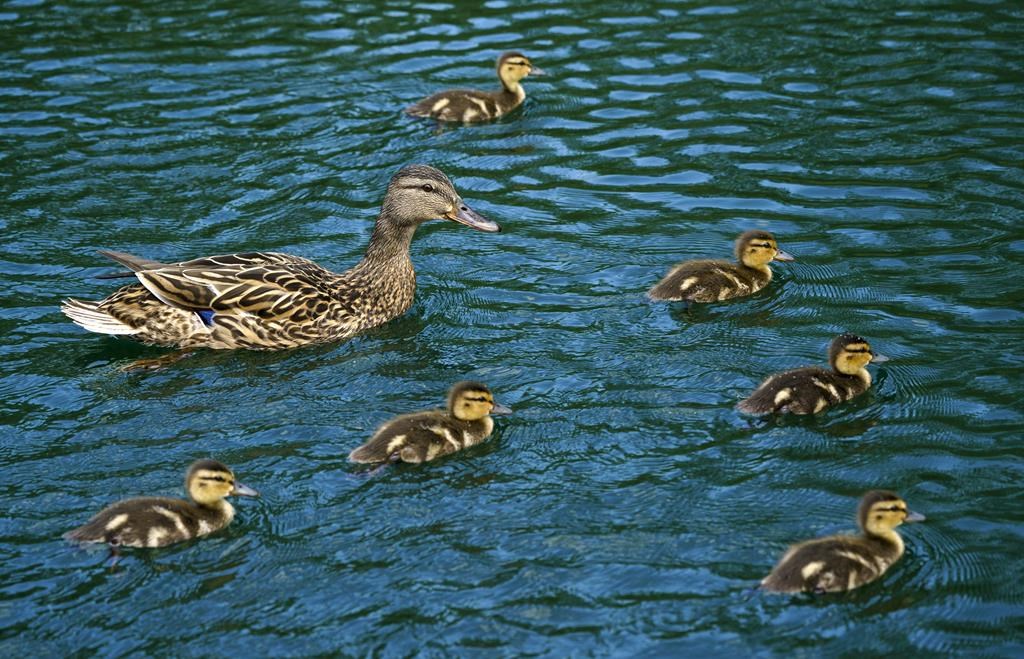 Ducklings swim with their mother on a pond in a park during a warm spring day in Montreal on Tuesday, May 18, 2021