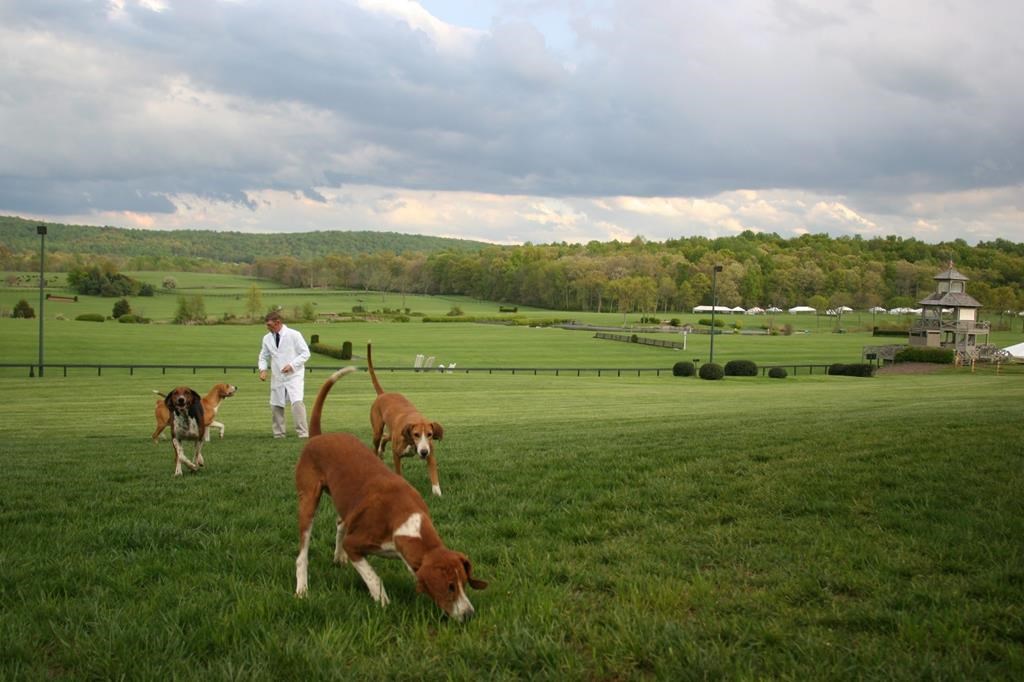 A huntsman exercises foxhounds on a field in The Plains, Va. in a 2005 file photo. Ontario wants to expand a licensing regime that allows residents to unleash dogs in an enclosed area to teach them how to hunt captive coyotes, foxes and rabbits. 