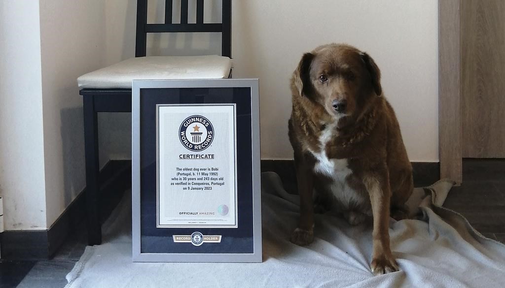 Bobi next to a Guinness World Records plaque.