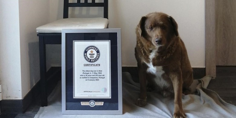 He was a good boy: World's oldest dog, Bobi, dies at 31
