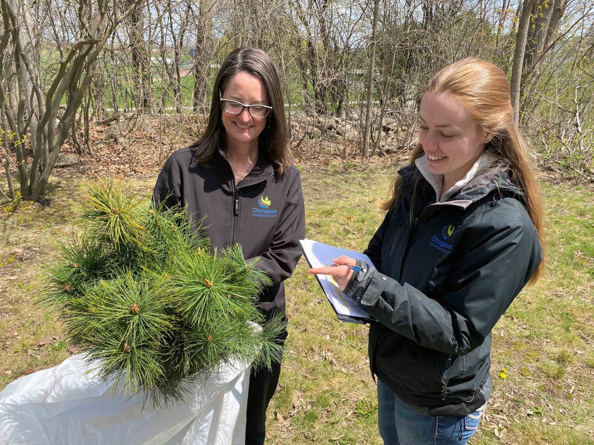 Meredith Carter, Otonabee Conservation's manager of watershed management program and Candace Clark, watershed biologist take inventory of tree seedlings as they were distributed to local residents who purchased bulk tree seedings through a spring sale.